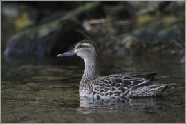 <p>ČÍRKA MODRÁ (Anas querquedula) samička ----- /Garganey - Knäkente/</p>